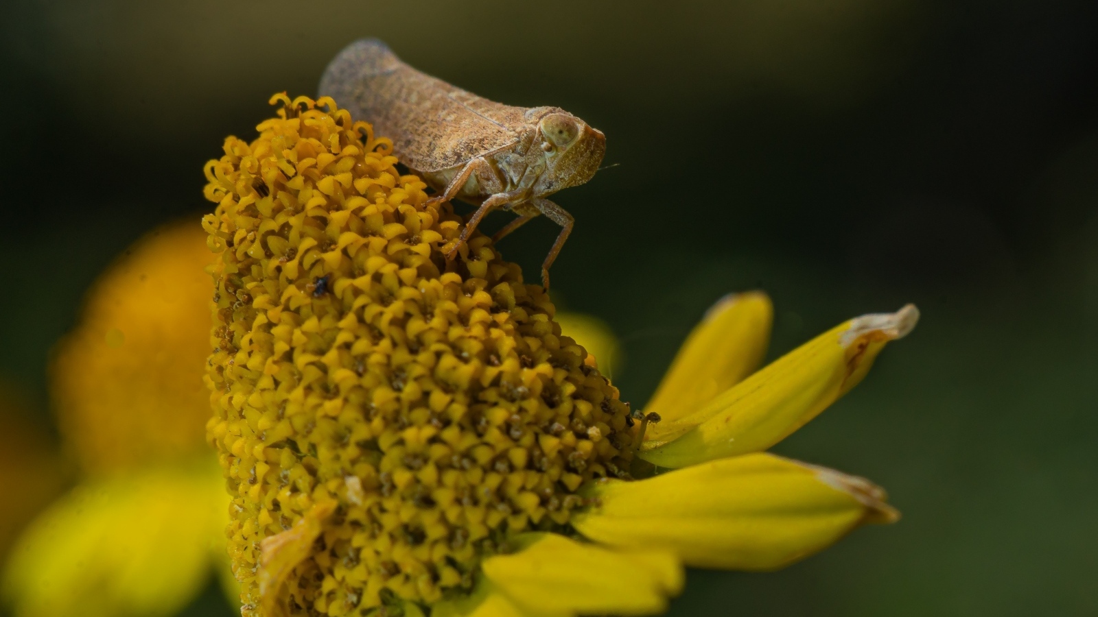 Насекомое сидит на цветке циннии