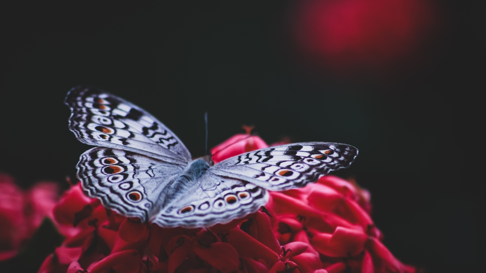 Красивая бабочка сидит на красном цветке