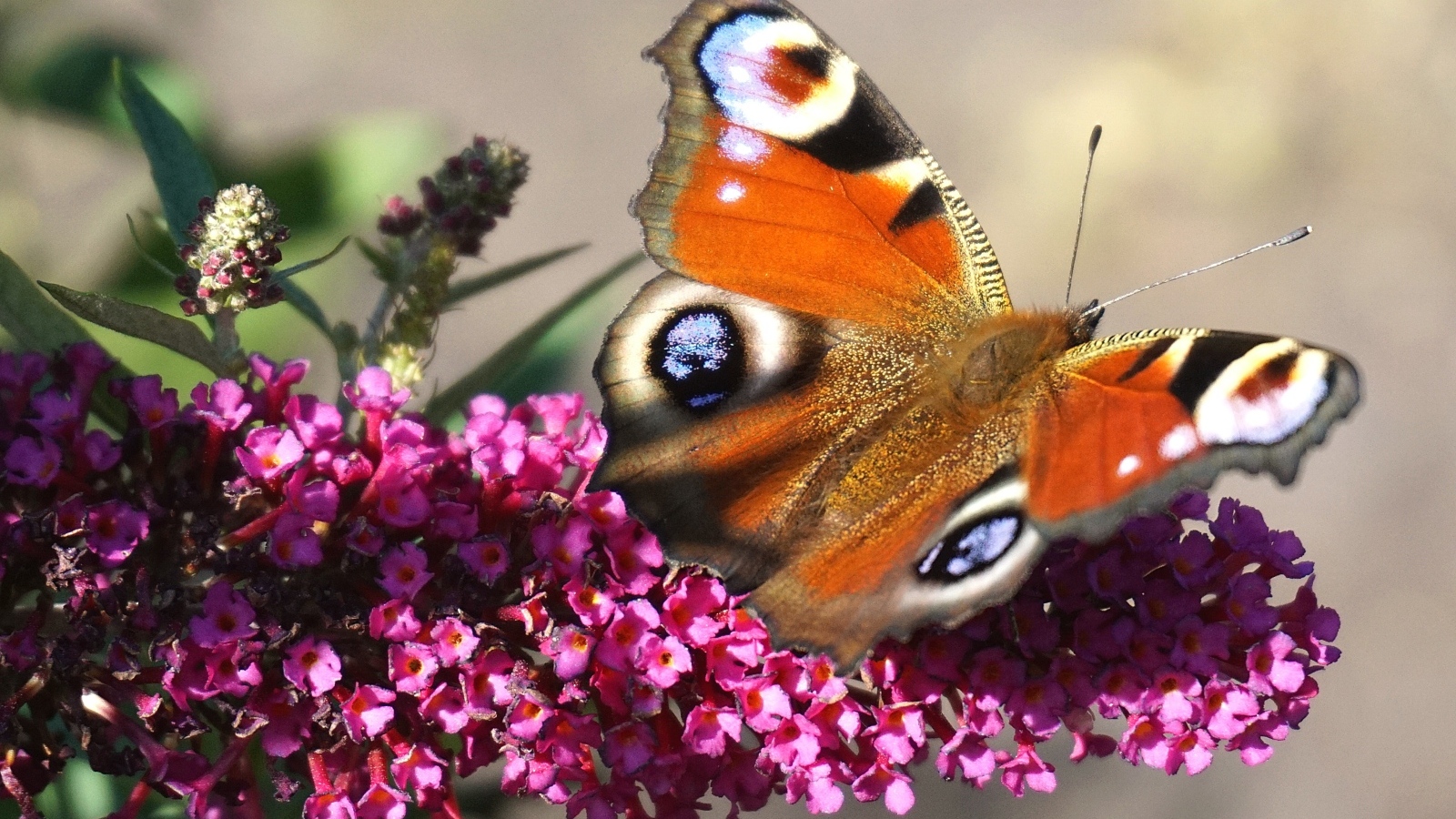 Красивая бабочка сидит на розовом цветке