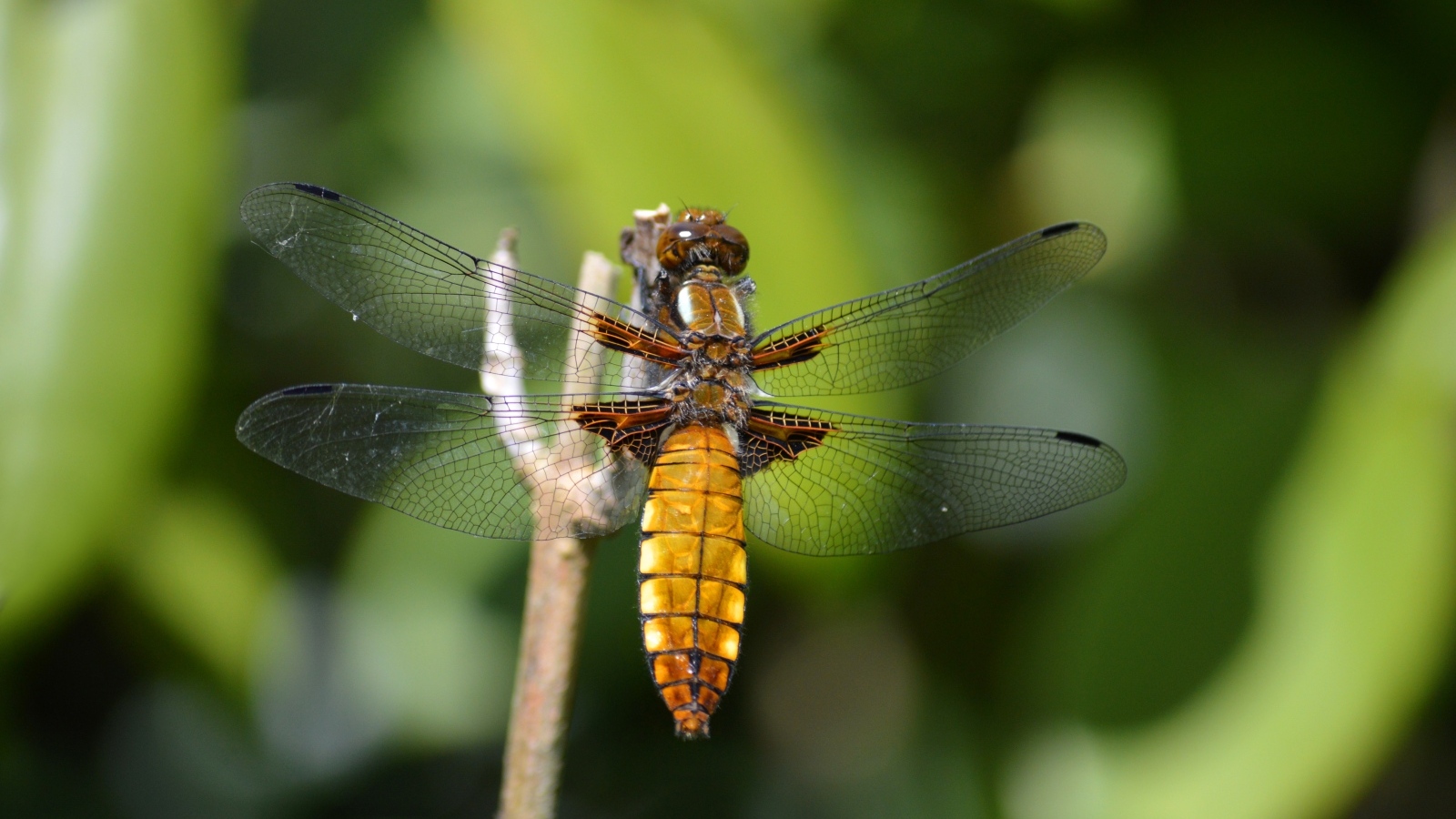 Красивая стрекоза с прозрачными крыльями на ветке