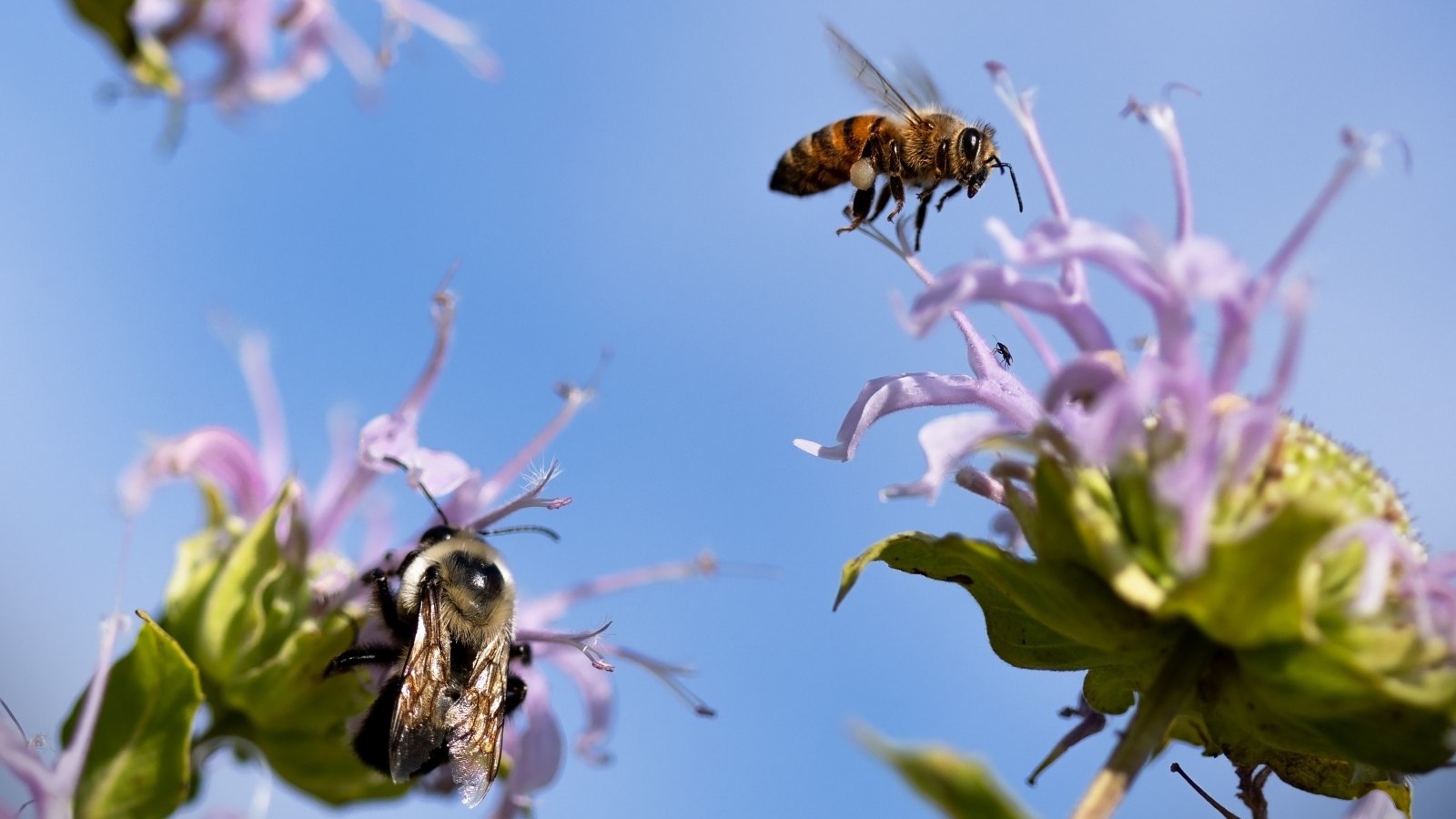 Пчелы кружат над синими цветами