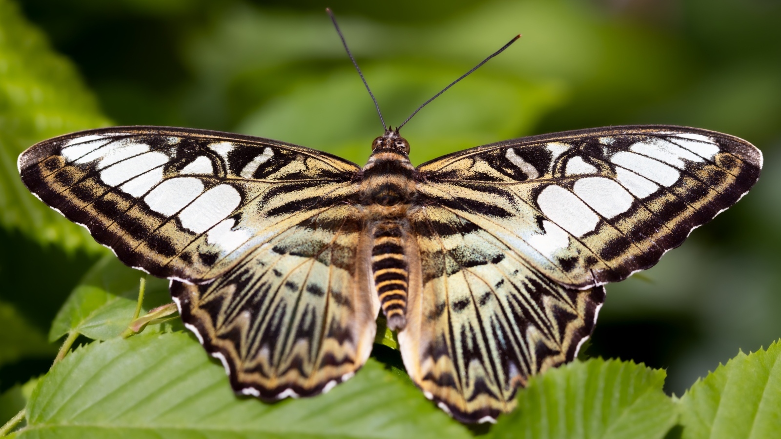 Большая красивая черно-белая  бабочка 