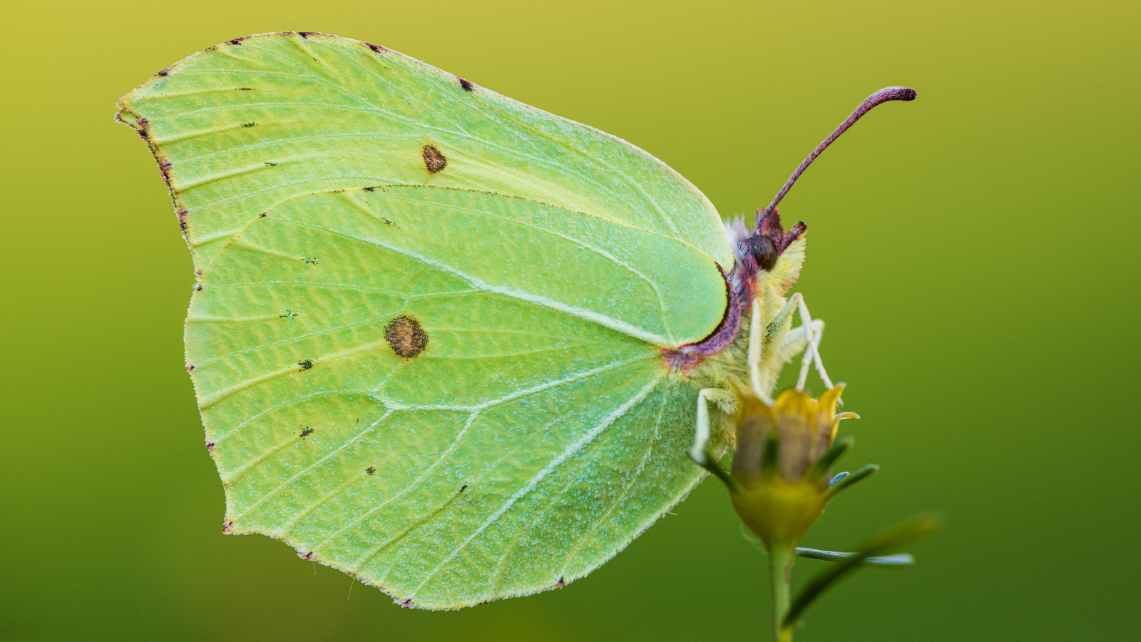 Большая красивая зеленая бабочка на траве