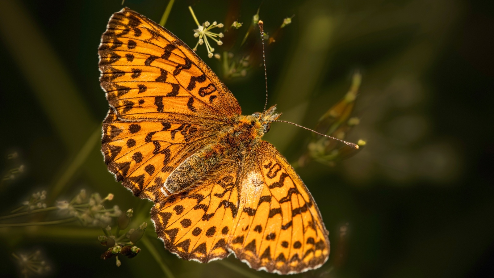 Большая коричневая бабочка сидит на траве