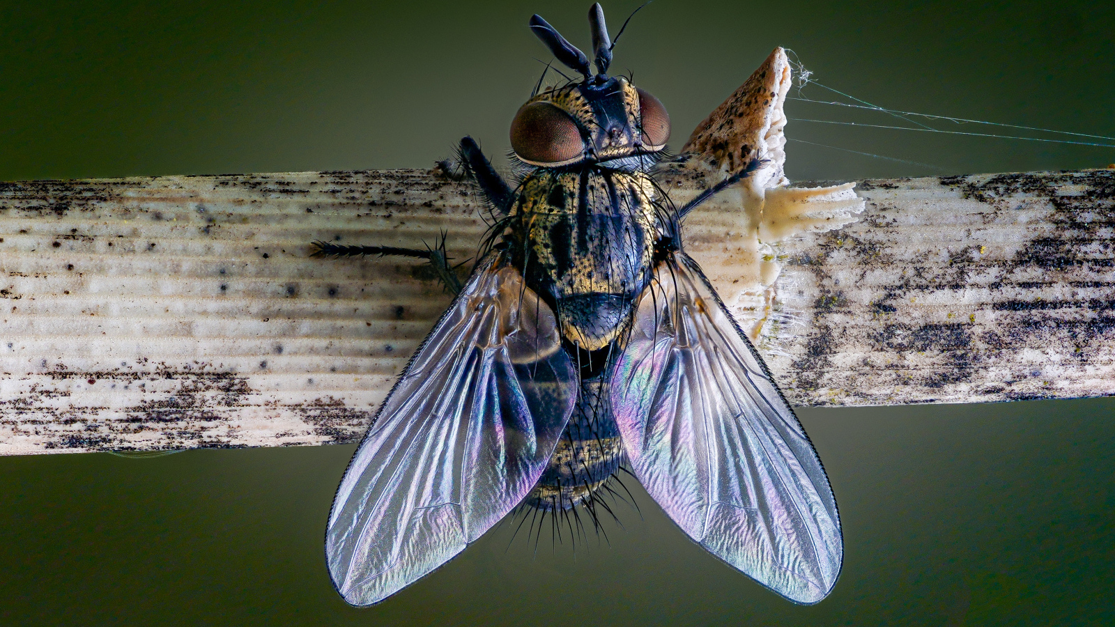 Большая муха сидит на ветке