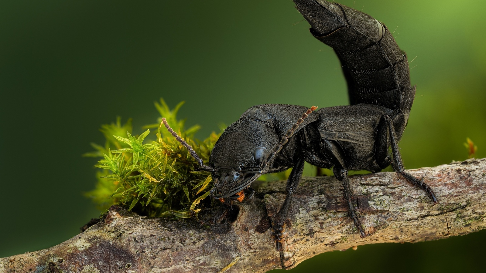 Черный дьявольский каретный жук на ветке
