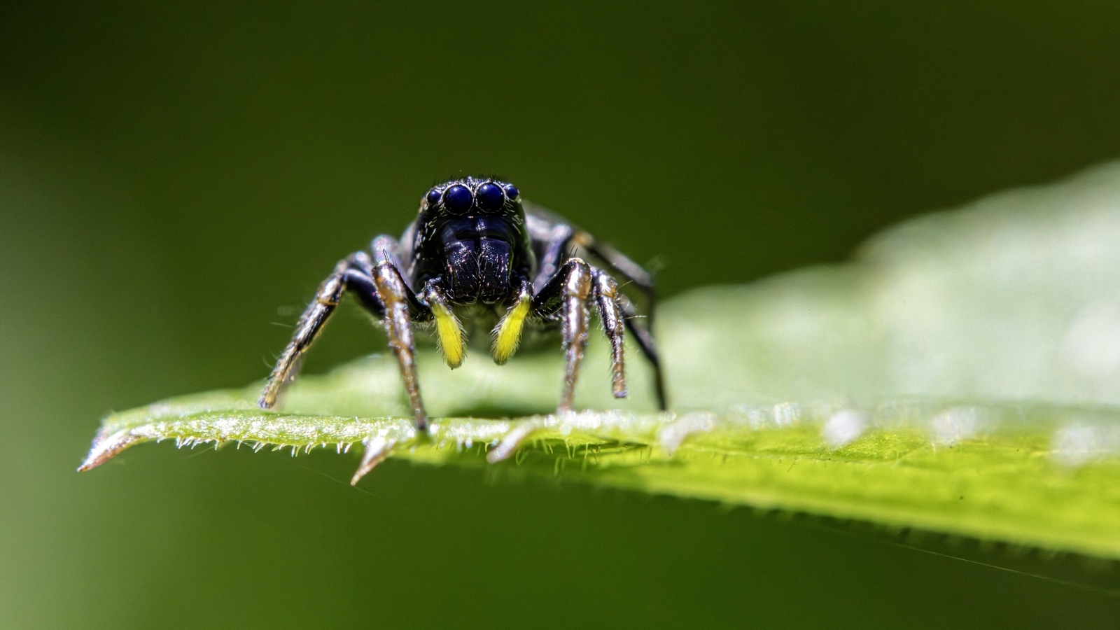 Черный паук на зеленом листе крупным планом
