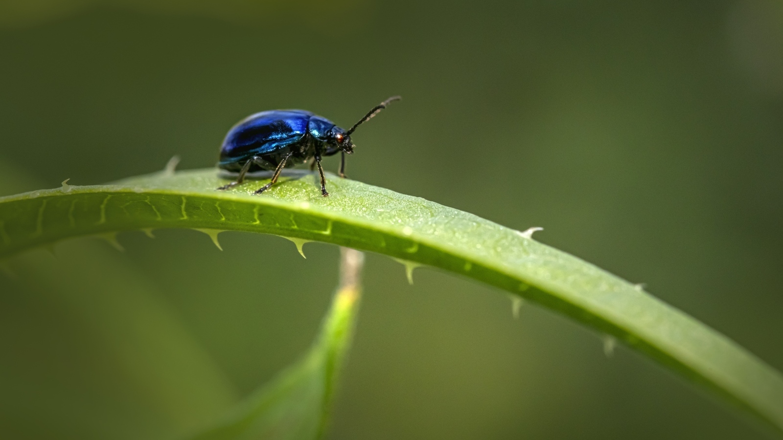 Синий жук сидит на ветке алоэ