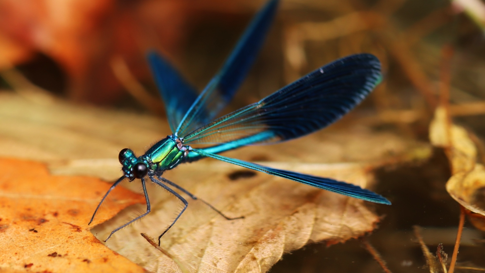 Синяя стрекоза сидит на сухом листке