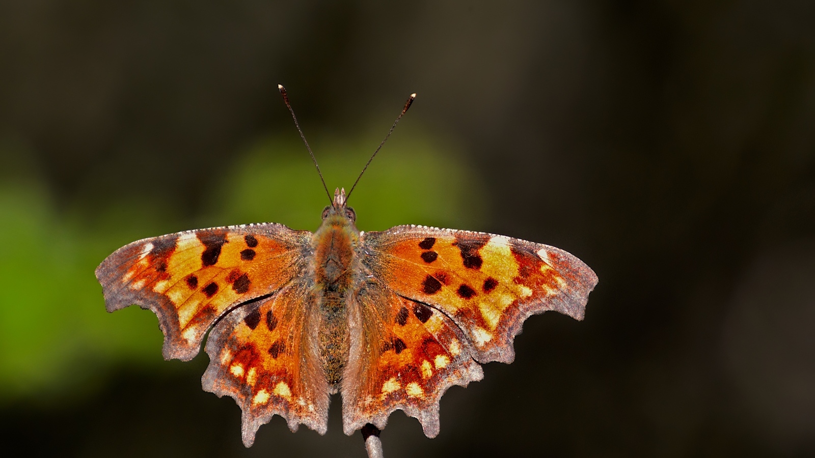 Коричневая бабочка сидит на ветке 