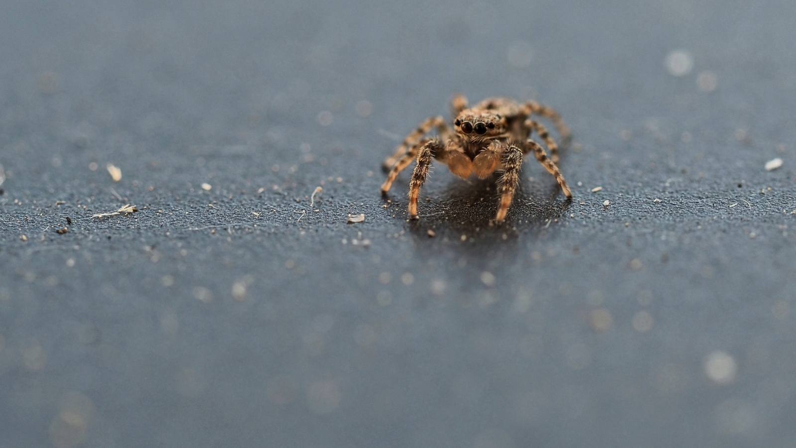 Коричневый паук на сером асфальте