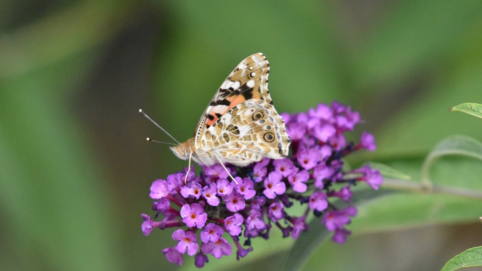 Бабочка сидит на красивом розовом цветке 
