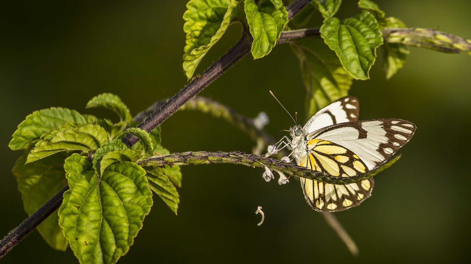 Бабочка сидит на ветке с зелеными листьями