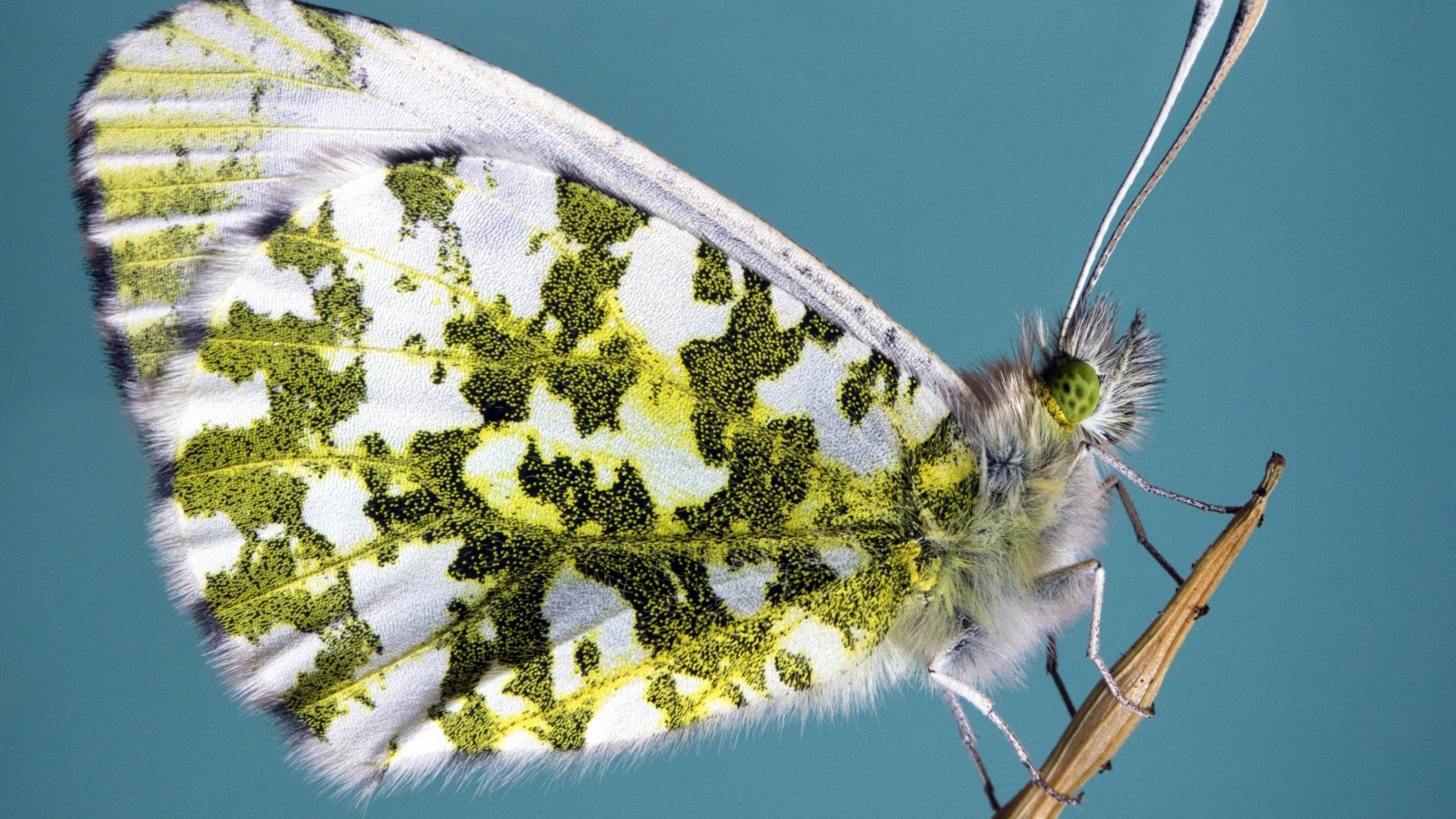 Бабочка сидит на стебле на голубом фоне