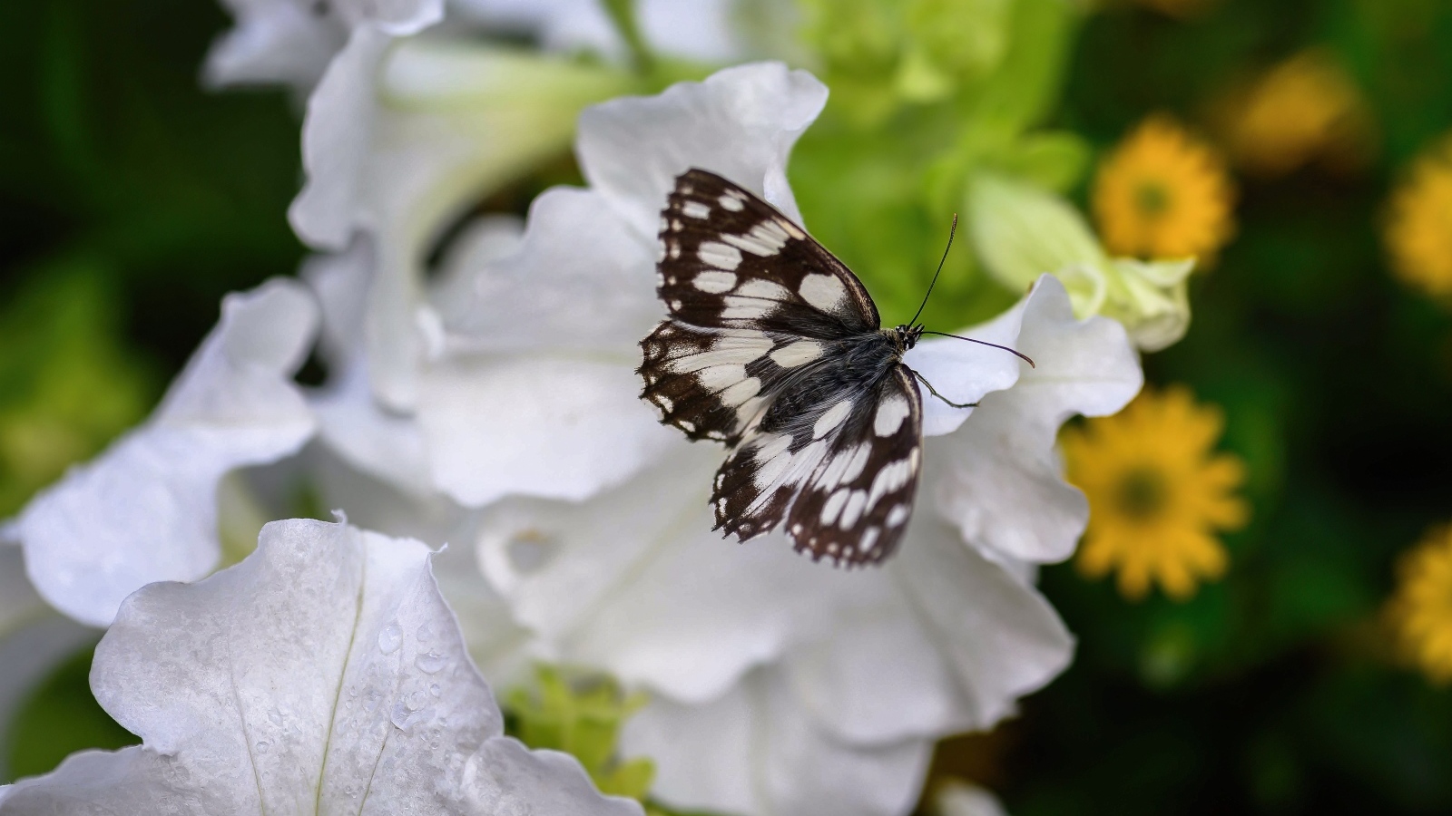 Бабочка сидит на белом цветке петунии