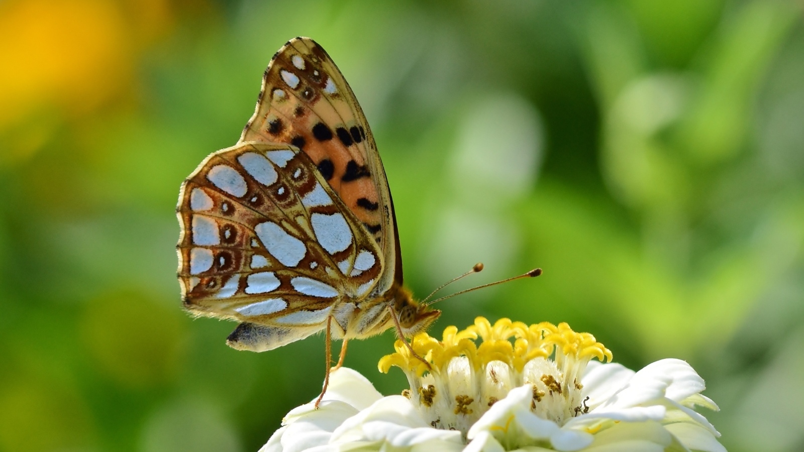 Бабочка сидит на белом цветке циннии
