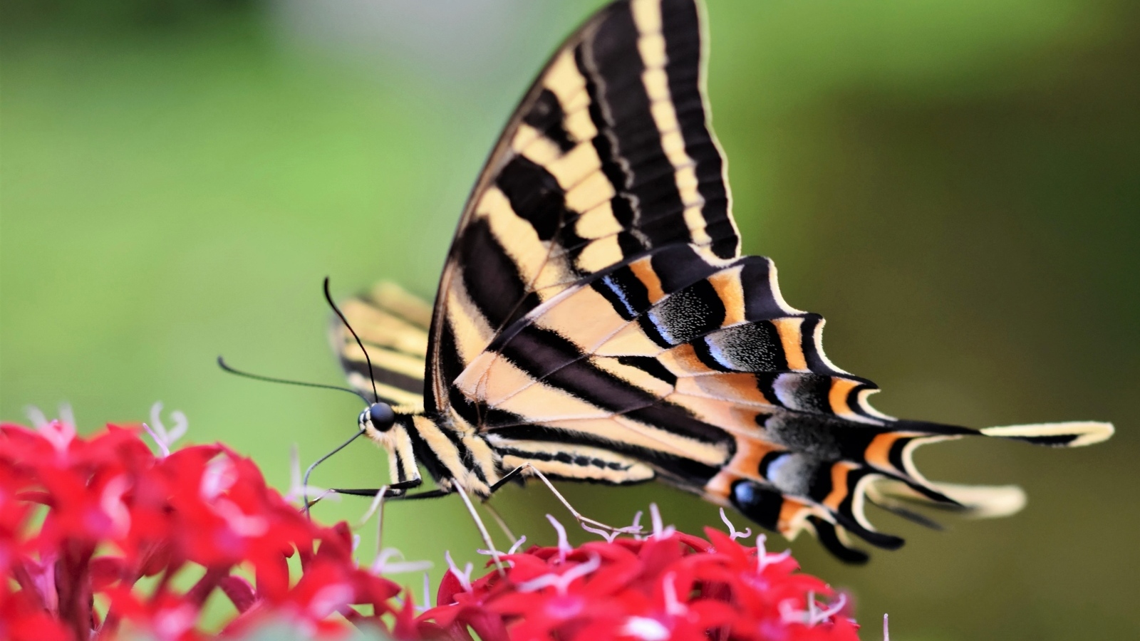 Бабочка махаон сидит на красном цветке