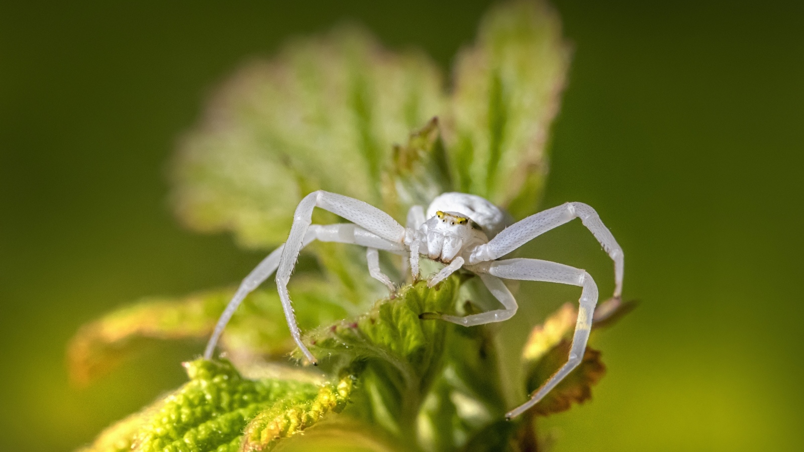 Крабовый паук золотарник на зеленом листке