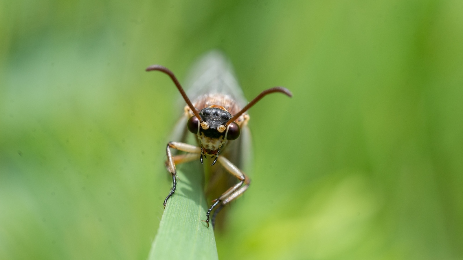 Лицо стрекозы крупным планом
