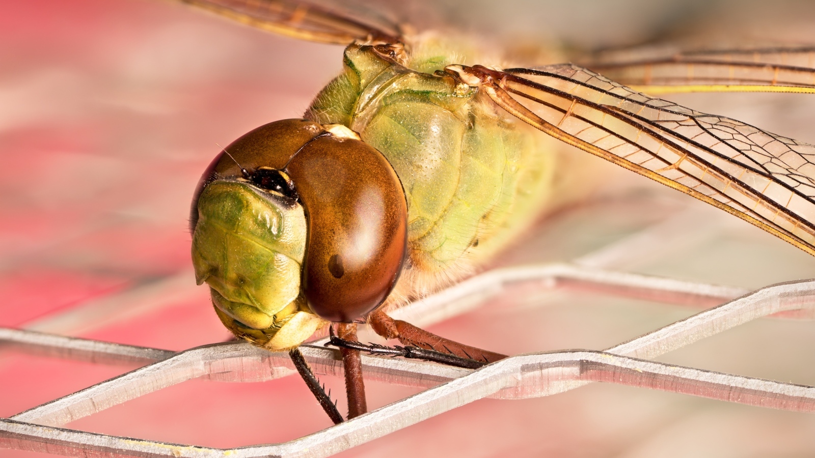 Стрекоза на железной сетке крупным планом