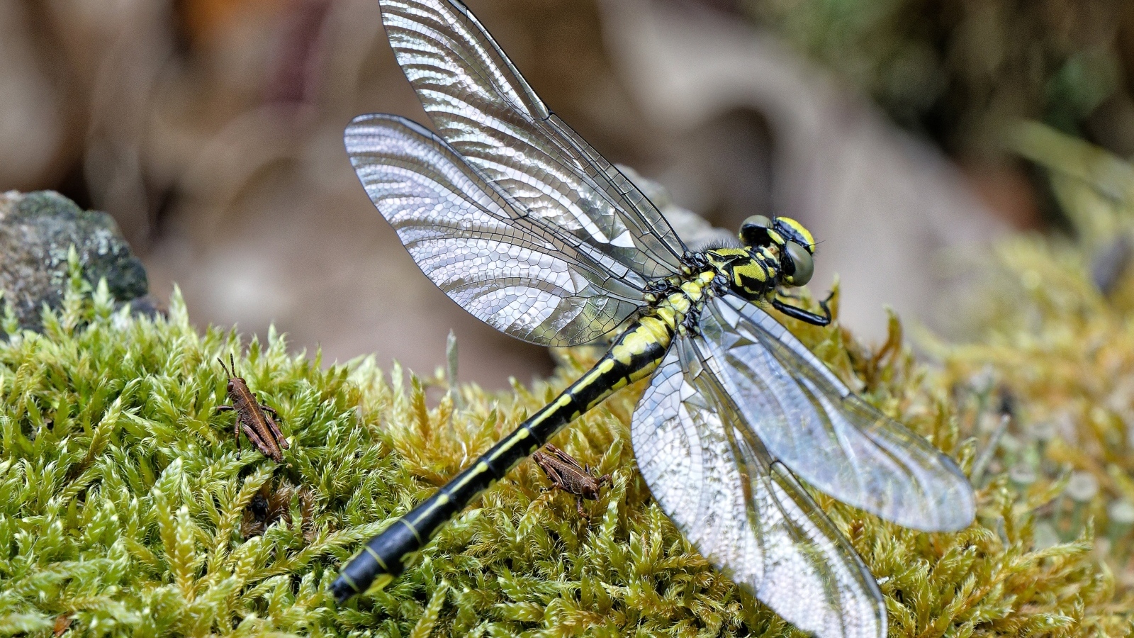 Стрекоза на покрытой мхом земле 