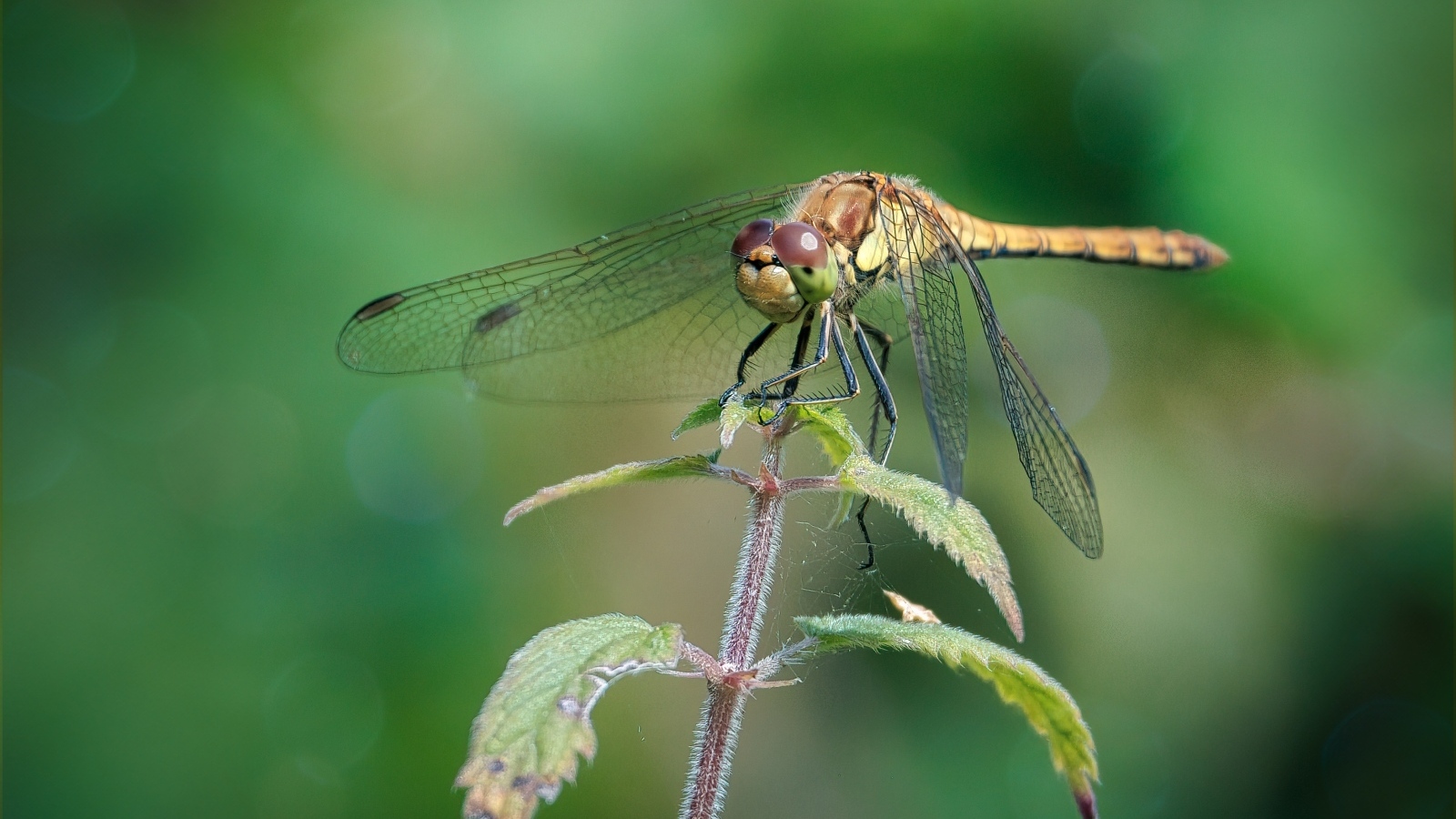 Стрекоза сидит на растении с зелеными листьями 