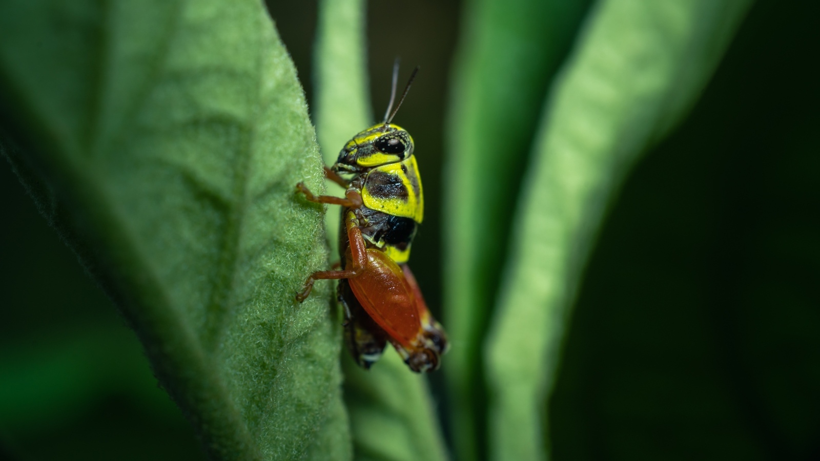 Кузнечик сидит на зеленом листе