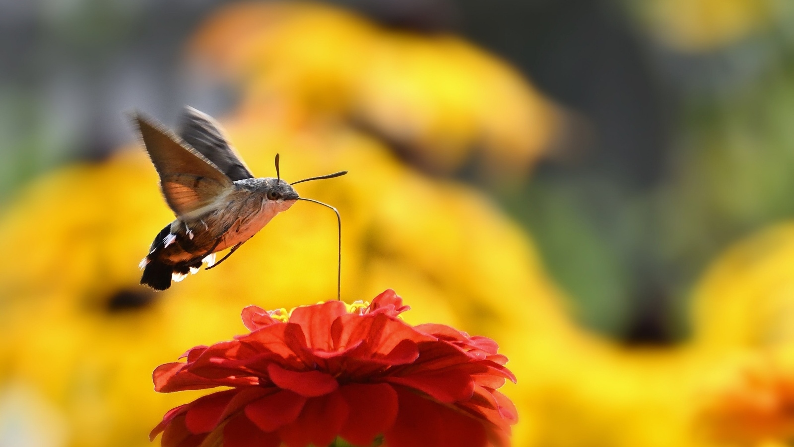 Насекомое бражник над цветком циннии