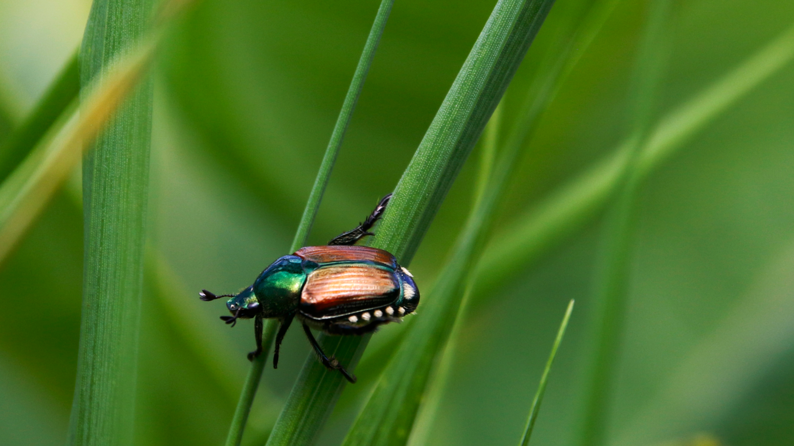 Жук Хрущик японский сидит на зеленой траве