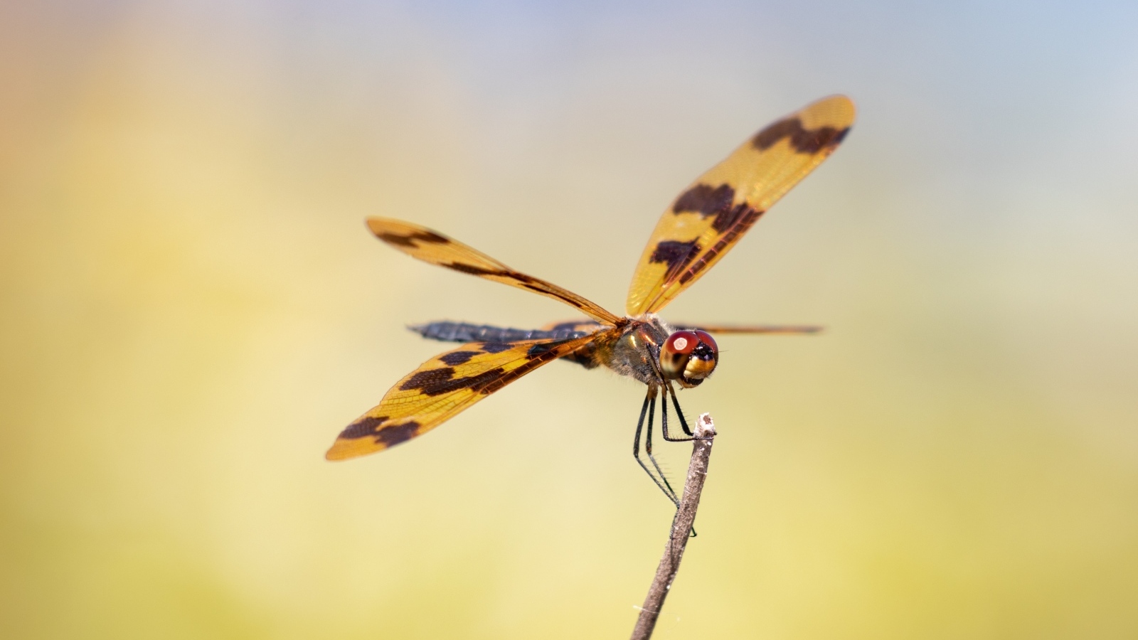 Большая стрекоза сидит на ветке крупным планом