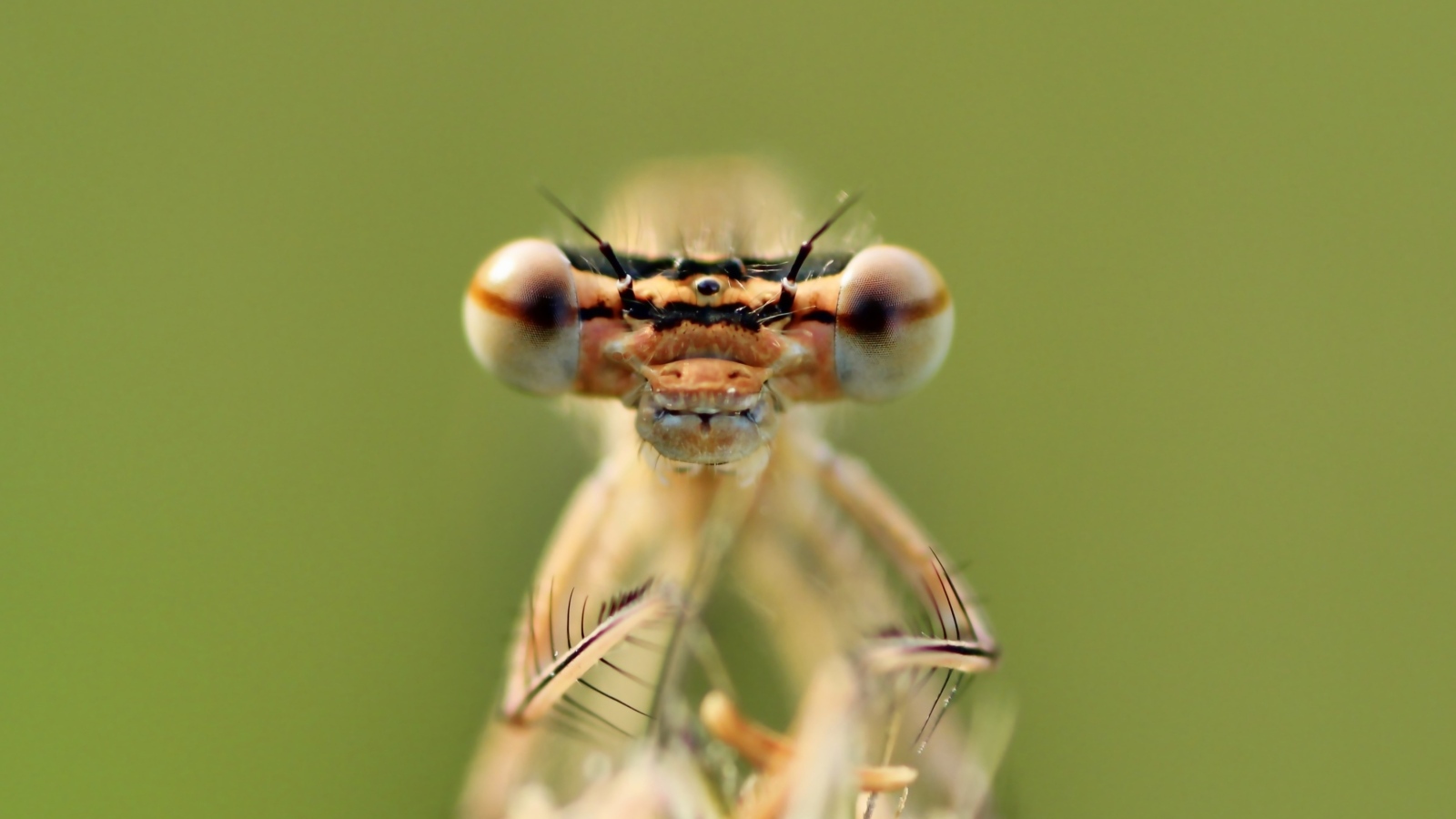 Большие глаза стрекозы крупным планом
