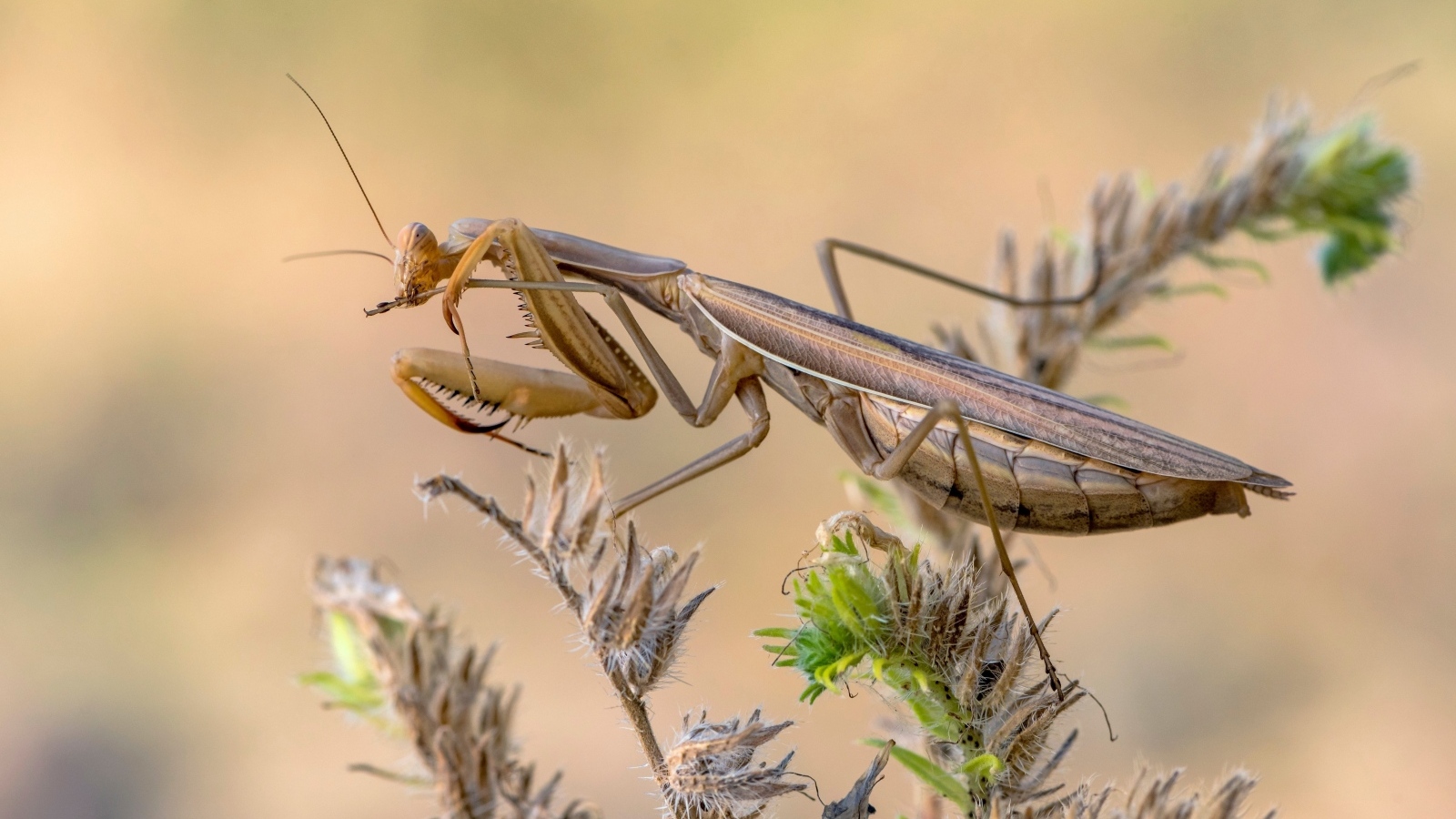 Большой богомол сидит на растении