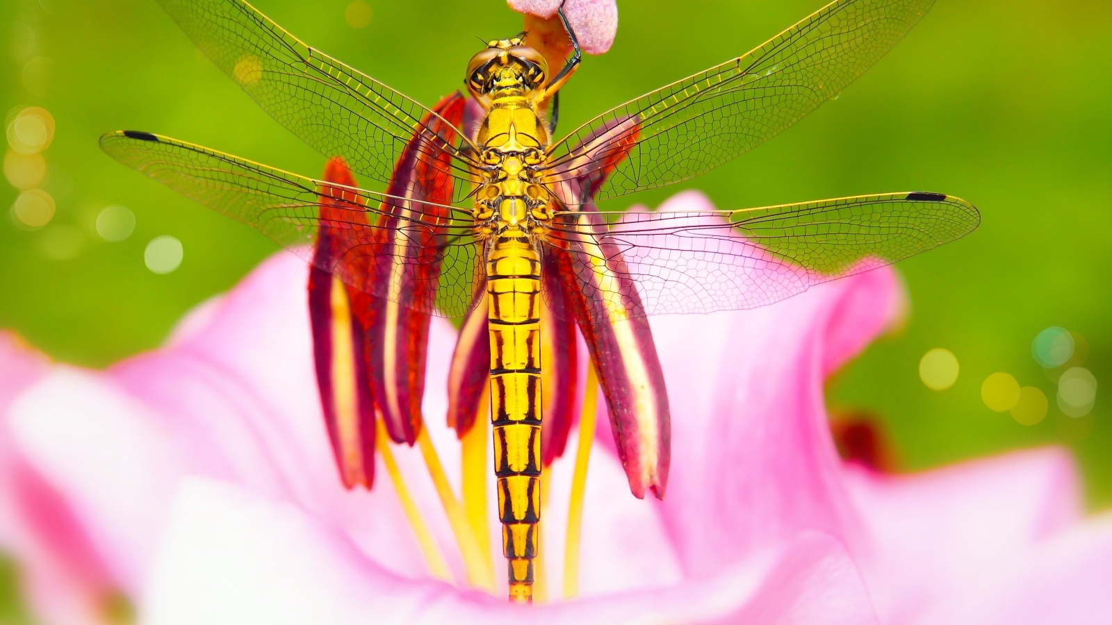 Большая желтая стрекоза на розовом цветке лилии