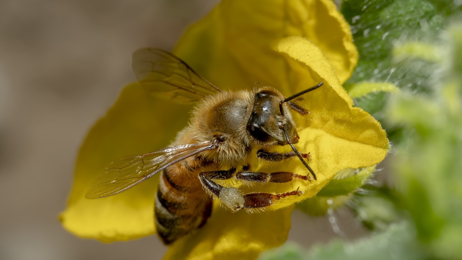 Маленькая пчела сидит на желтом цветке