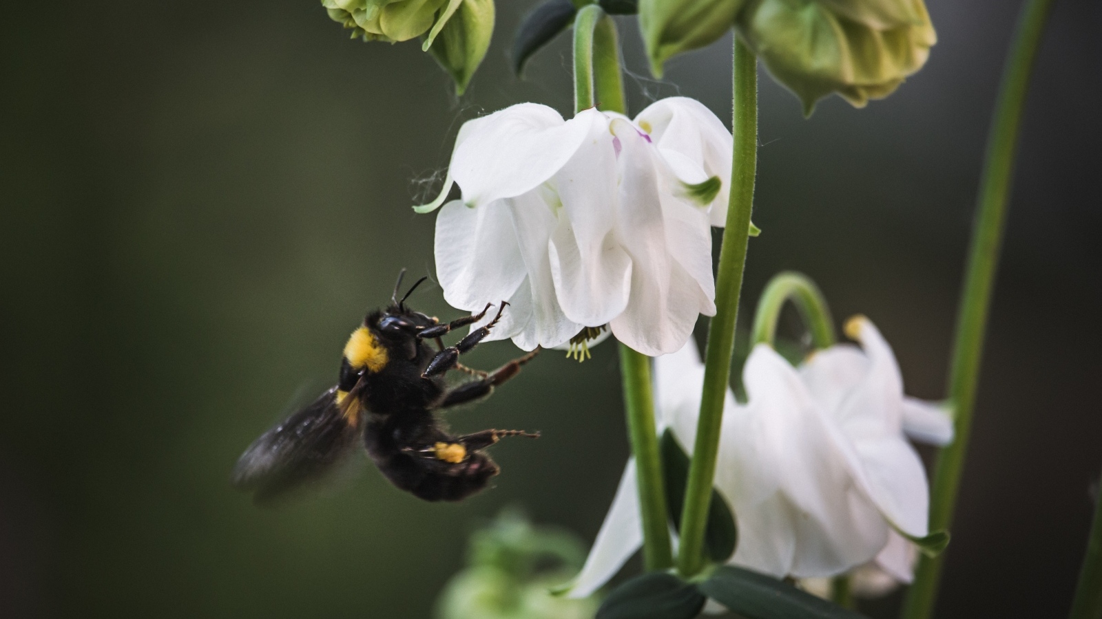 Маленький шмель у белых цветов