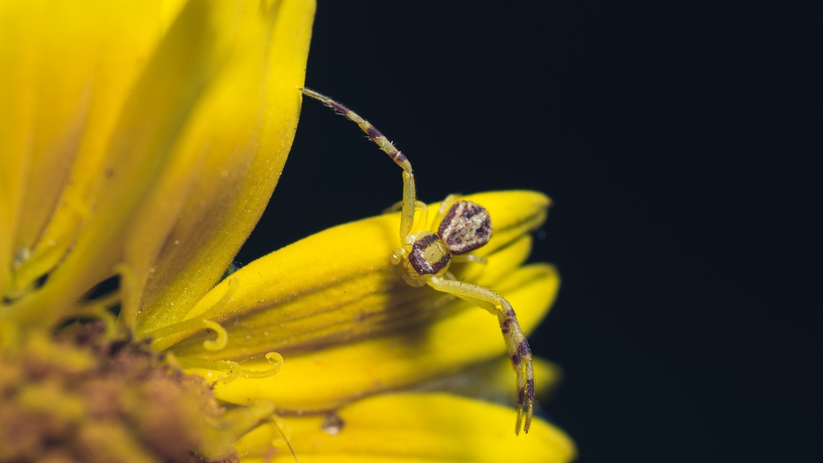 Маленький крабовый паук на желтом цветке 