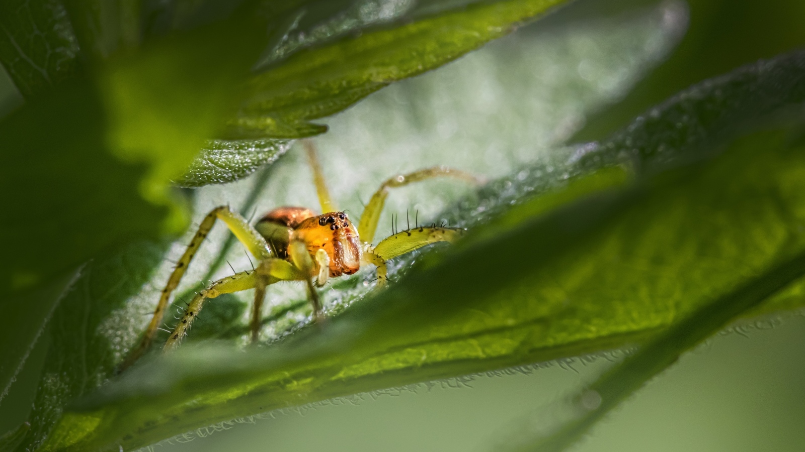 Маленький паук прячется в зеленых листьях