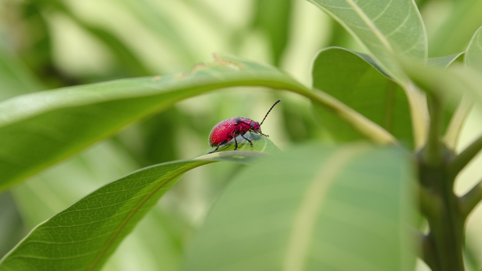 Красный жук сидит в зеленых листьях