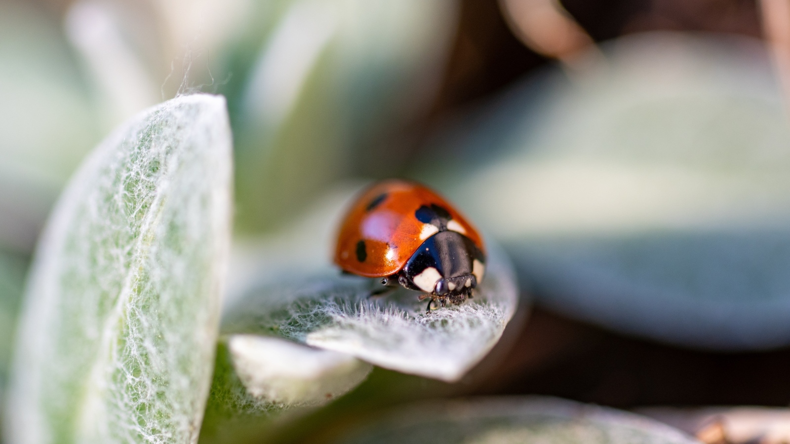 Красная божья коровка сидит на зеленом листке