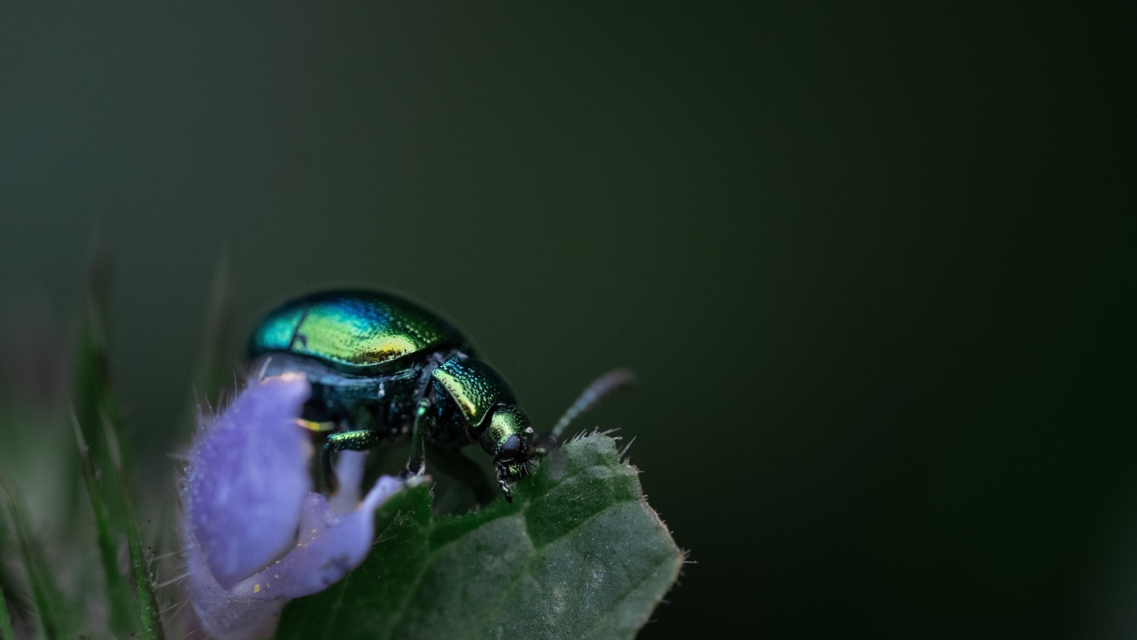 Блестящий зеленый жук сидит на листе