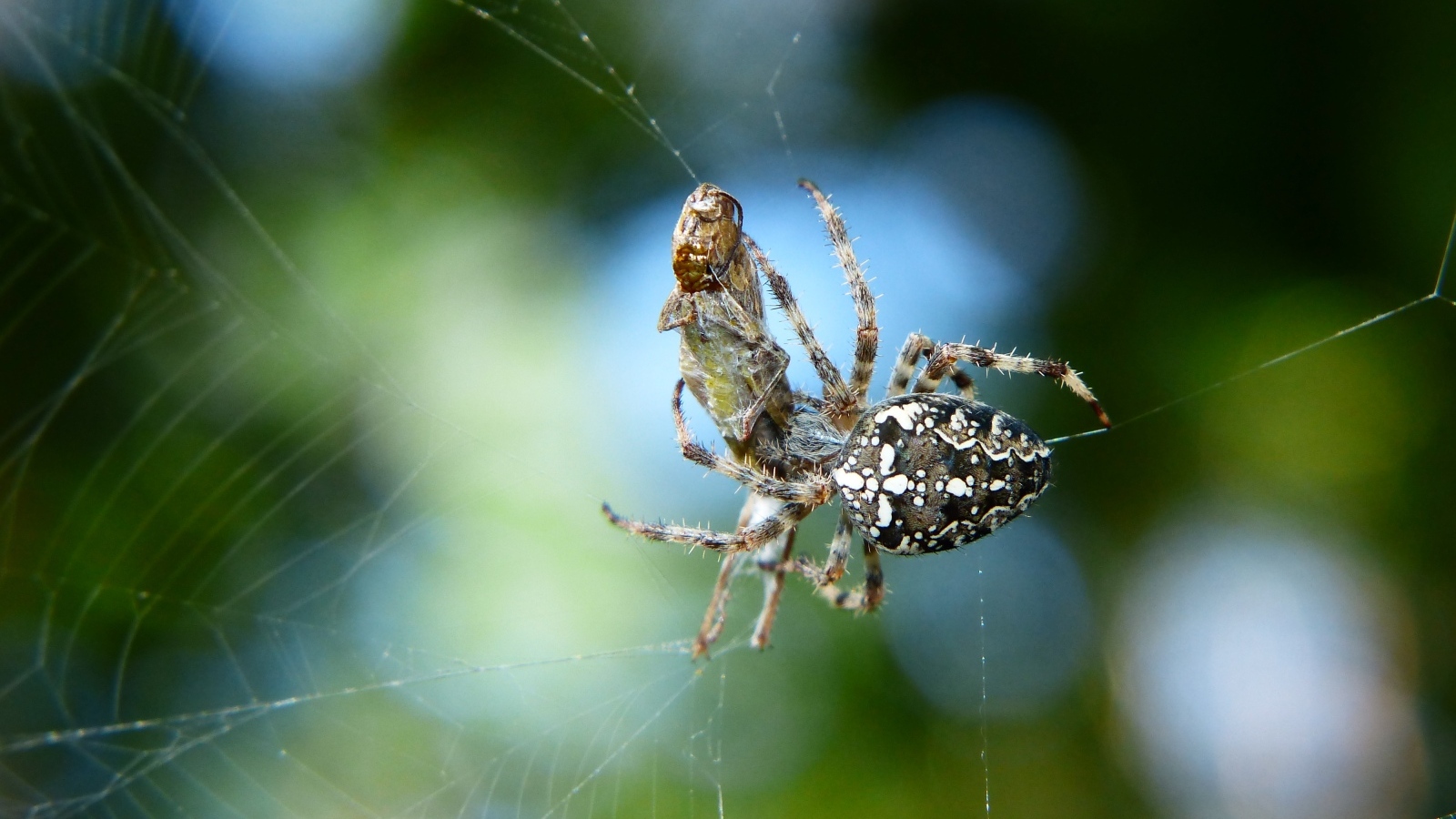 Паук с добычей в паутине