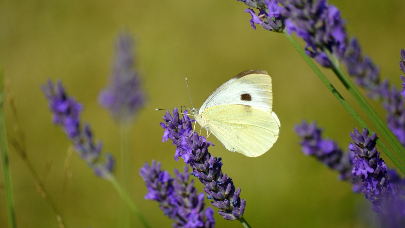 Белая бабочка сидит на цветке лаванды