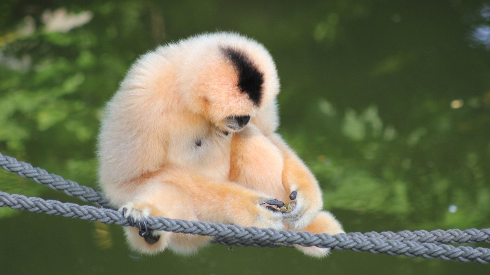 Большой гиббон сидит на канатах