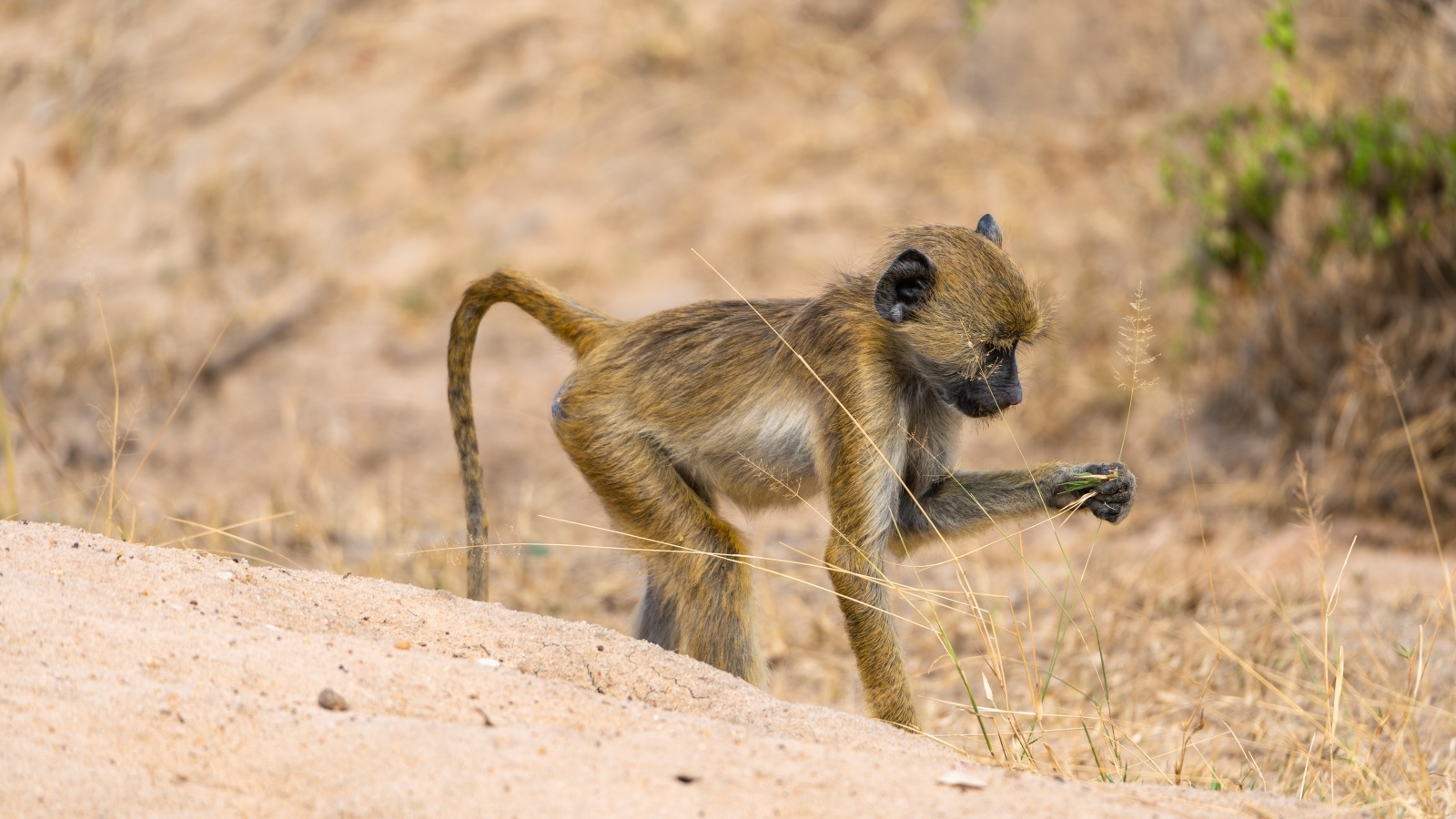 Маленькая обезьянка в сафари парке