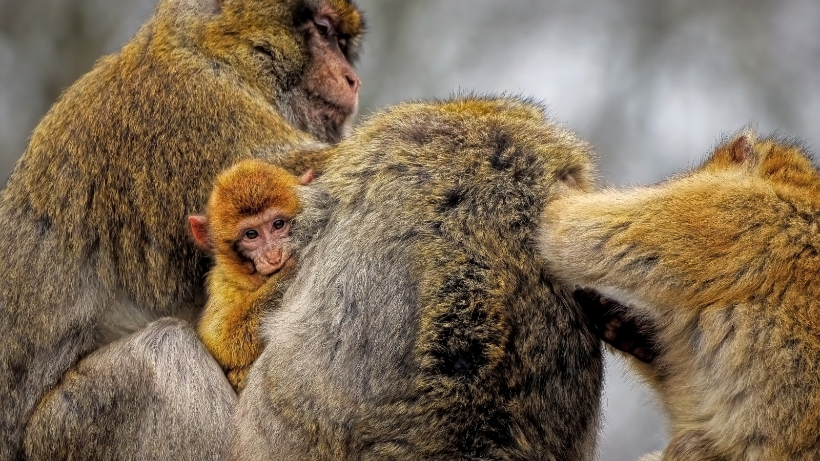 Семейство макак магот