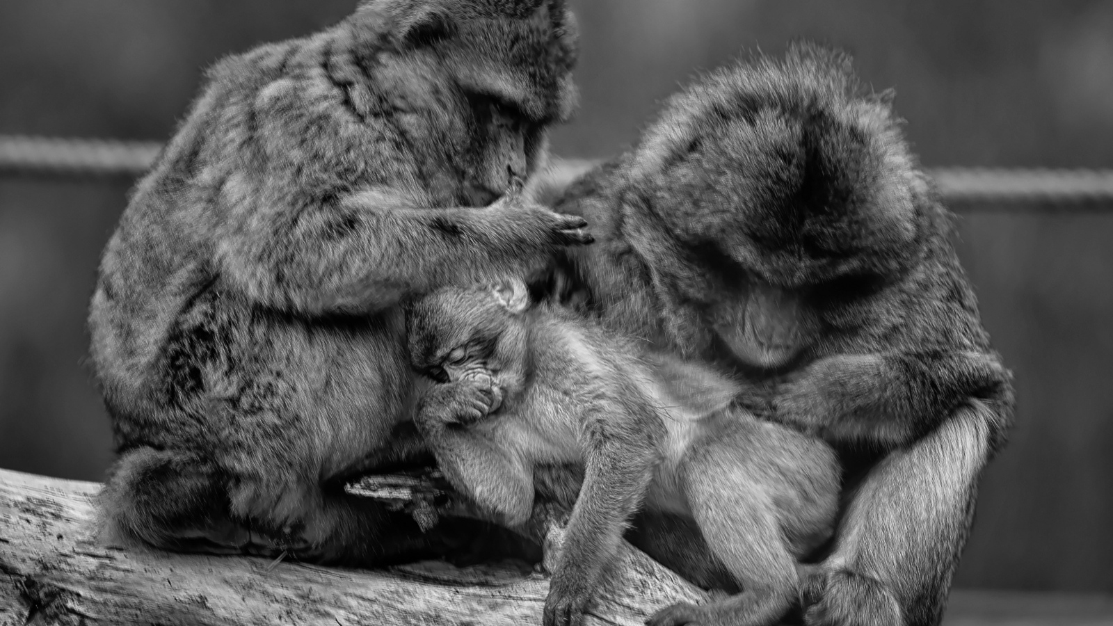 Семья обезьян черно-белое фото 