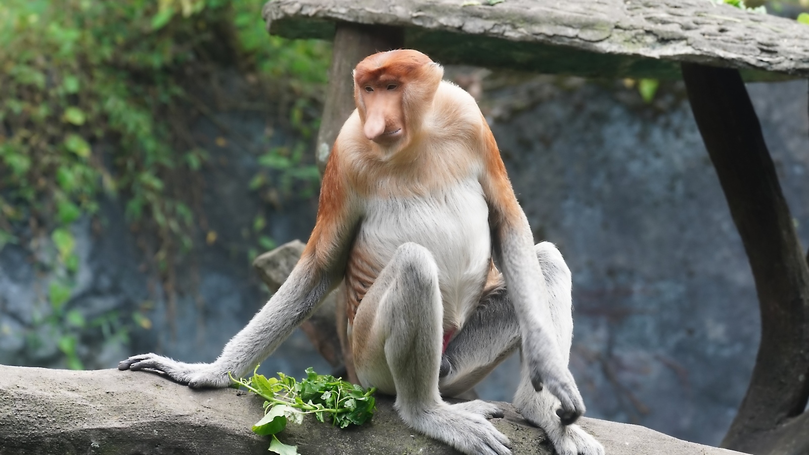 Обезьяна с сидит на камне в зоопарке