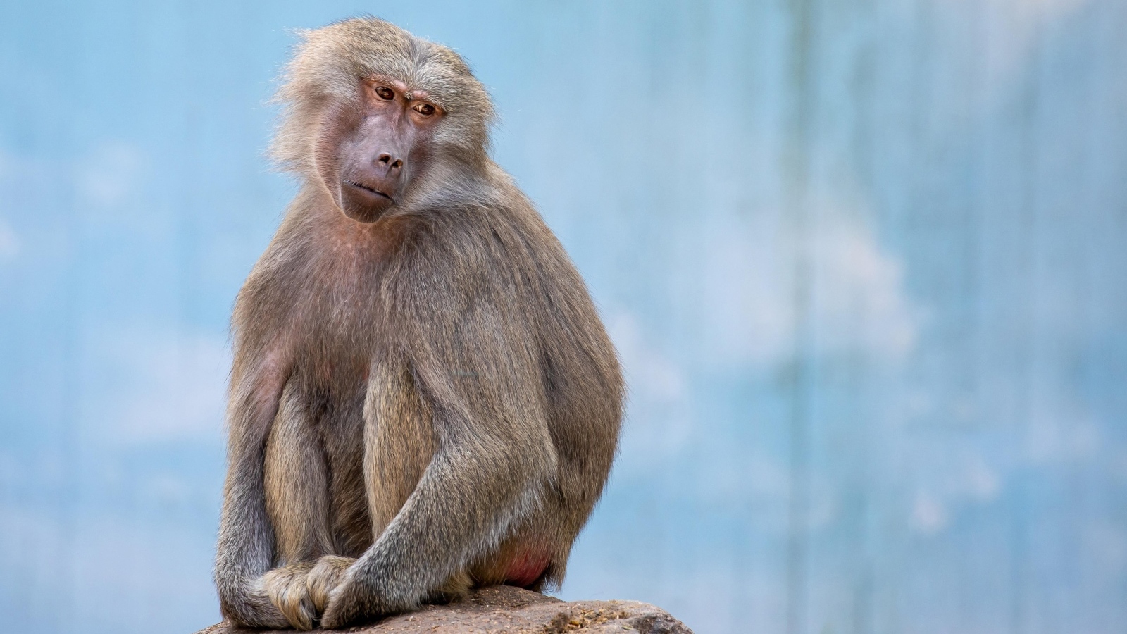 Грустная обезьяна сидит на камне в зоопарке