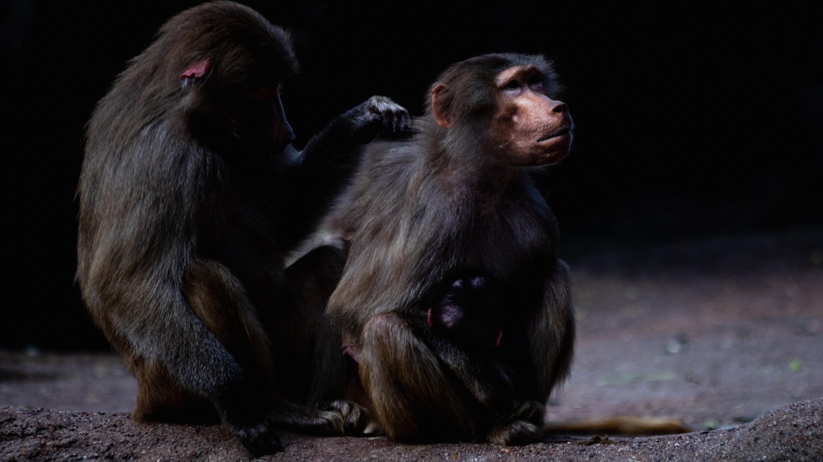 Два бабуина на черном фоне