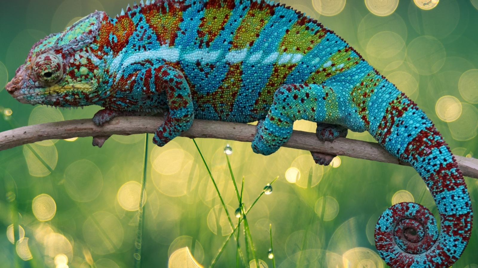 Красивый яркий хамелеон сидит на ветке